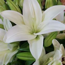 Deb's Flowers, St. George, NB opening hours