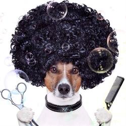 Grand River Grooming Dog Salon, Elora, ON opening hours