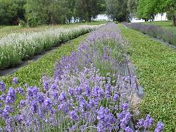 Christel Lake Lavander, Greenbank, ON opening hours