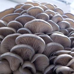 Gruger Family Fungi, Nisku, AB opening hours