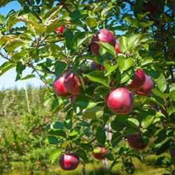 Verger Croque-Pomme - Cidery & Orchard, Thurso, QC opening hours