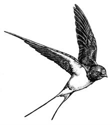 Black Swallow Living Soils, Brantford, ON opening hours