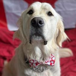 The Paw-liday Inn pet resort, Severn, ON opening hours