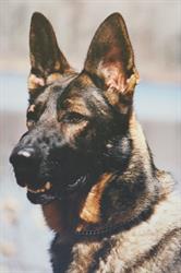 Call Of The Canine, Ottawa, ON opening hours