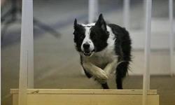 Jarvis Flyball Box, Caledonia, ON opening hours