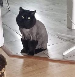 Salon toilettage poil doux, Québec, QC opening hours