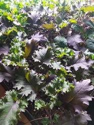 Veggie Trail Farms, Nepean, ON opening hours