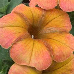 Tail Creek Greenhouse, Nevis, AB opening hours