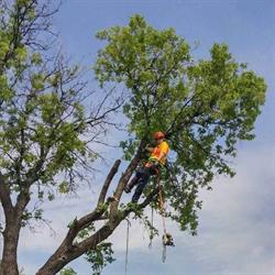 Absolute Tree Removal, Winnipeg, MB opening hours