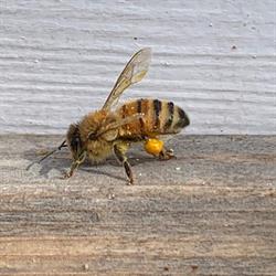West Coast Bee Supply, Pitt Meadows, BC opening hours