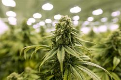 L'Eagle Dreams Marijuana Dispensary, Shannonville, ON opening hours