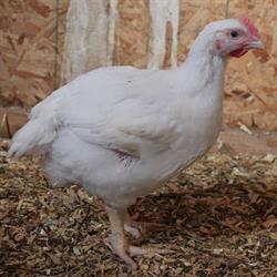 Newsat Farms, Vanderhoof, BC opening hours
