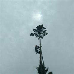 Manitoulin Tree Service, Mindemoya, ON opening hours