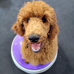 Canine Fitness Innovations, Shuniah, ON opening hours