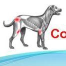 Companion Rehabilitation Clinic, Caledonia, ON opening hours