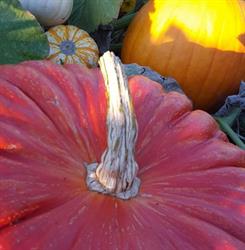 Hazelmere Pumpkin Patch @ Gabriel Farms Ltd., Surrey, BC opening hours