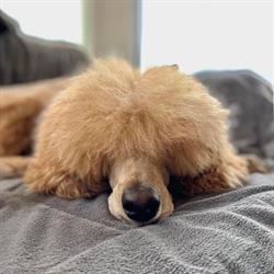 Puppy Love Dog Grooming, Summerside, PE opening hours