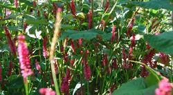 WildThings Plant Farm, Clifford, ON opening hours