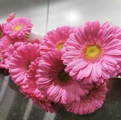 Hollandia Greenhouses,Ltd., Pitt Meadows, BC opening hours