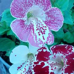 Patti's Greenhouse, La Ronge, SK opening hours