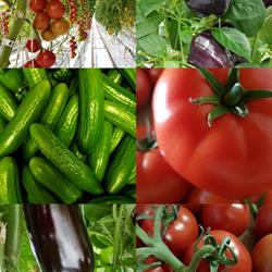 Skyline Greenhouse, Lavoy, AB opening hours