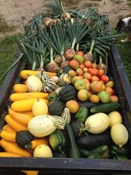 Birch Farms - GMO free produce / pick your own strawberries, Hillsdale, ON opening hours