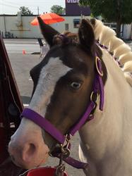 Saddlebrook Farm/Pony Paradise, Sherkston, ON opening hours
