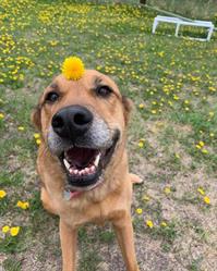 Cornerbrooks Pet Bed & Breakfast, Cold Lake, AB opening hours