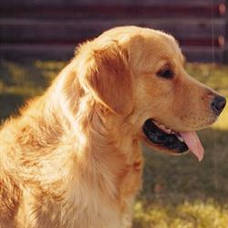 Midas Golden Retrievers, Langley, BC opening hours