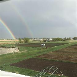 Fork in the Rowed Farms, Lethbridge, AB opening hours