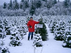Fernridge Christmas Tree Forest, Langley, BC opening hours