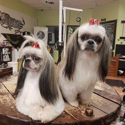 Doggie Styles Pet Pampering, Sault Ste. Marie, ON opening hours