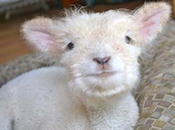 Millstone Farm & Organics, North Saanich, BC opening hours