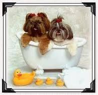 Furtopia Dog Grooming, Ottawa, ON opening hours
