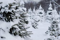 Pillar N Pines, Ridgeville, ON opening hours