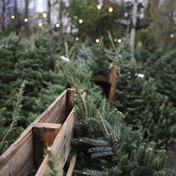 Christmas Tree Outlet, Maple Ridge, BC opening hours