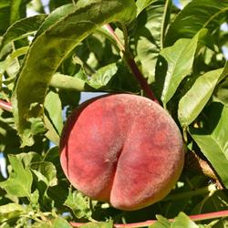 Blush Lane Organic Orchard, Keremeos, BC opening hours