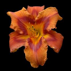 Dynamic Daylilies Inc., Beamsville, ON opening hours