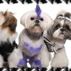 The Barking Lot Grooming Services, Campbell River, BC opening hours