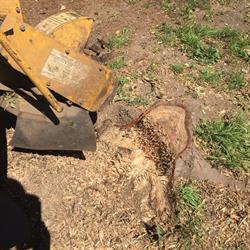 Vancouver Island Stump Grinding, Victoria, BC opening hours