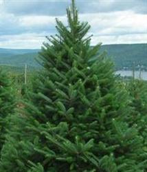 Sapin Noel, Granby, QC opening hours