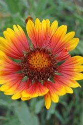 Somerset Bridlewood Community Garden, Calgary, AB opening hours