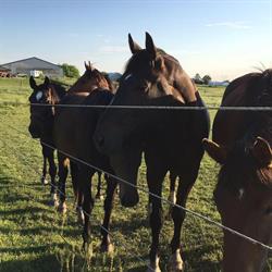 West Wind Stables, Caledonia, ON opening hours
