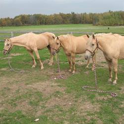 Golden Stirrup Equestrian, Freelton, ON opening hours