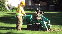 The Stump Guy, St. Jacobs, ON opening hours