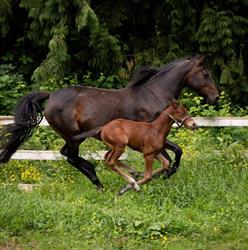 Bellamy Brook Stables, Maple Ridge, BC opening hours