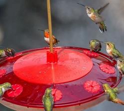 Hummingbirdfeeders, Port Moody, BC opening hours