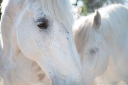 Horse Wisdom Farm, Brentwood Bay, BC opening hours