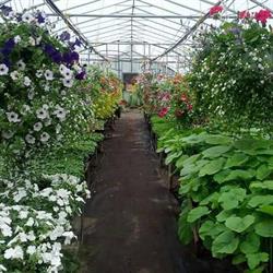EIEIO Farm and Greenhouse, Mahone Bay, NS opening hours