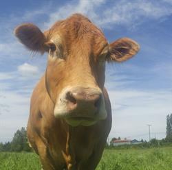 Glen Alwin Farm, Courtenay, BC opening hours